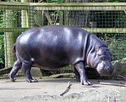 Gray hippo