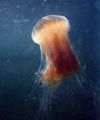 Lion's mane jellyfish, contracting