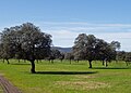 Dehesa (holm oak wood) nearby Saucedilla