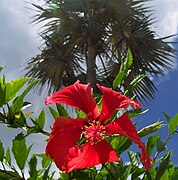 Hibiscus and palm tree on Grand Cayman Island