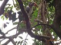 Malbar Grey Hornbill at Amba, Maharashtra, India