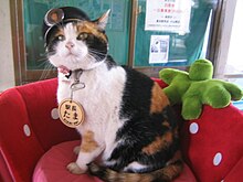 An orange, black and white cat, wearing a collar and a small hat, sat on a chair decorated like a strawberry.