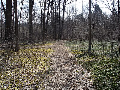 The Westtown campus is surrounded by several acres of woods.