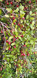 Foliage with berries