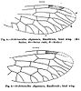 Illustrated wings of Archiinocellia oligoneura