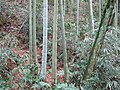 Bamboo in Tan Mountain Park (潭山公园)