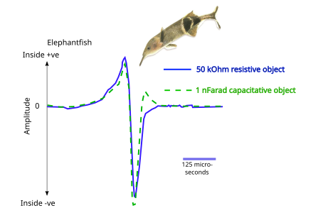 Electrolocation of capacitative and resistive objects in elephantfish. The fish emits brief pulses from its electric organ; its electroreceptors detect signals modified by the electrical properties of the objects around it.[1]
