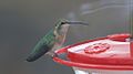 Female at feeder; curved beak