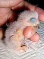 One-day-old chick