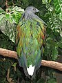 The white tail is the most conspicuous feature of adult Nicobar pigeons, particularly when seen at a distance in the twilight.