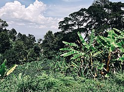 Banana grove in Mshewa Ward, Same District