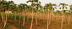 Papaya Field In Togba