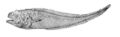 Lamprogrammus niger (Neobythitinae)