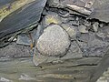 Pyrite concretion in Chattanooga Shale