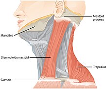 Image showing the head with two muscles highlighted.