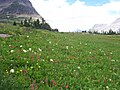 Alpine plant, Alpine meadow, Logan Pass
