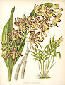 Illustration of Ansellia africana from B.S. Williams, R. Warner The Orchid Album, 1889