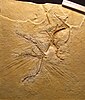 A cast of the Maxberg specimen of Archaeopteryx lithographica