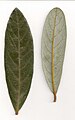 Cryptocarya obovata leaves