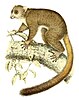 Illustration of a giant mouse lemur from 1868.