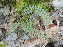 four curling, bluish-green fern fronds growing on mossy rock