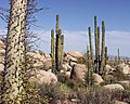 Image 23Flora of Baja California desert, Cataviña region, Mexico (from Ecosystem)