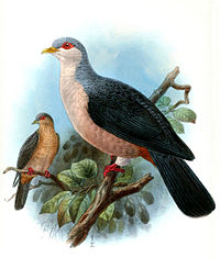 illustration of two pigeons with bluish wings, cream-pink underparts, and grey head and back of neck