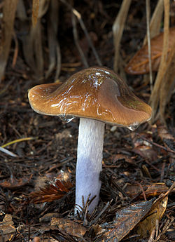 Pointed Cortinarius mushroom