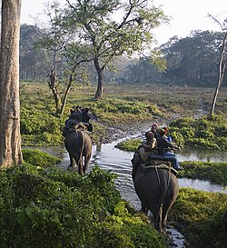 Elephant safari in Jaldapara National Park