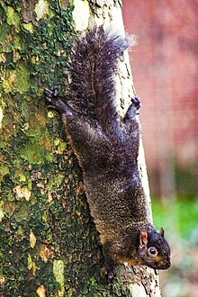 Melanistic eastern gray squirrel