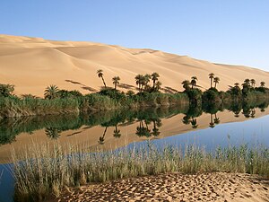 An Ubari oasis lake, with native grasses and date palms.