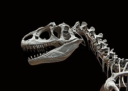 Skull and neck of Allosaurus fragilis