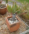 Small potted specimen as an ornamental plant