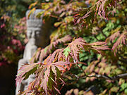 Japanese Maple Leaves with statue in background taken at Anderson Japanese Gardens in October 2015
