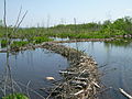 Beaver dams along Whitefish Channel