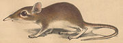 Drawing of brown elephant shrew