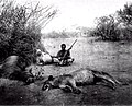 Prince Dimitrie Ghica with his man-eating lion trophy at Del-Marodile, 1894, Somaliland. Note the mule for bait.