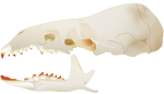 Skull of a marsh shrew