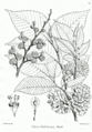 Ulmus wallichiana, from Illustrations of the Forest Flora of North-West and Central India, 1874