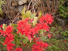 A cluster of red and green leaves leans toward the viewer on long, bent branches bursting out from a main plant on the base of a rock wall.