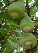 Syconia (figs)