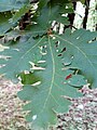 Leaves of Quercus frainetto (Hungarian oak).