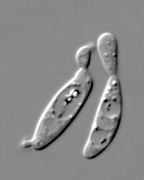 Budding yeast cells of a member of Kriegeriales