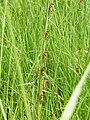 Hoppers on wild sorghum stalk