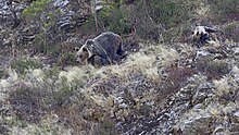 Female bear with cub at Muniellos Nature Reserve, Asturias, Spain