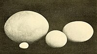 Eggs of Aepyornis (top left) chicken (bottom left) moa (right) and ostrich (centre)