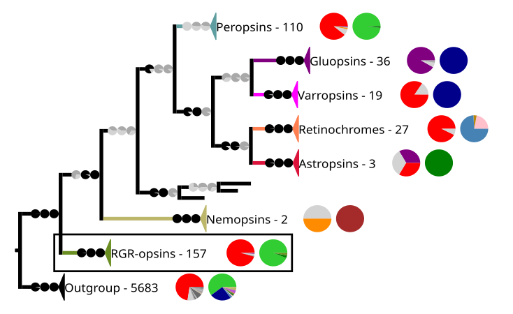 Phylogenetic reconstruction of the chromopsins. The outgroup contains other G protein-coupled receptors including the other opsins. The frame highlights the RGR-opsins.