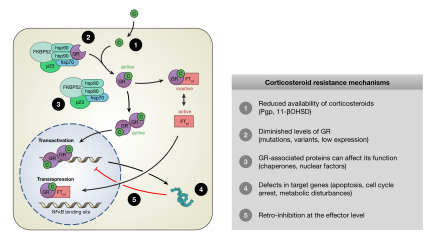 Corticosteroid resistance mechanisms