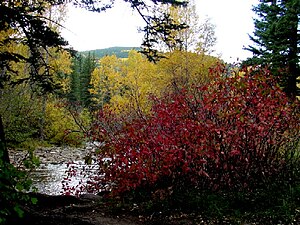 Fall colors near Tres Piedras, in the Carson National Forest