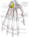 Bones of the left hand. Palmar surface. Hamate shown in yellow.